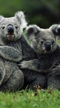 Ladda ner Koalas, Animals bilden till mobilen.