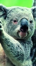 Ladda ner Koalas,Animals bilden till mobilen.