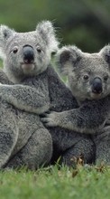 Ladda ner Koalas,Animals bilden till mobilen.