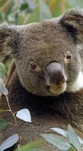 Ladda ner Animals, Koalas bilden 240x320 till mobilen.