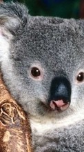 Ladda ner Animals, Koalas bilden till mobilen.