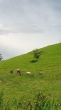 Ladda ner Cows,Landscape,Fields bilden till mobilen.