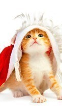 Ladda ner Holidays, Animals, Cats, New Year, Christmas, Xmas, Postcards bilden till mobilen.