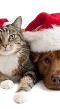 Ladda ner Cats, New Year, Holidays, Christmas, Xmas, Dogs, Animals bilden 1024x768 till mobilen.