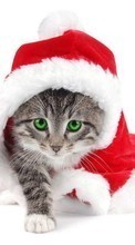 Ladda ner Holidays, Animals, Cats, New Year, Christmas, Xmas bilden till mobilen.