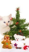 Ladda ner Cats, New Year, Holidays, Christmas, Xmas, Animals bilden till mobilen.