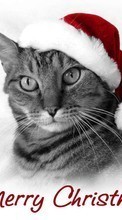 Ladda ner Cats, New Year, Holidays, Christmas, Xmas, Animals bilden till mobilen.