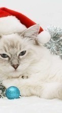 Ladda ner Cats, New Year, Holidays, Christmas, Xmas, Animals bilden 1024x768 till mobilen.