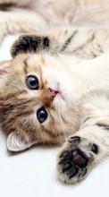 Animals, Cats till Samsung Galaxy Ace Duos