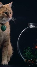 Animals, Cats till HTC Desire 826