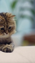 Cats, Animals till Samsung Galaxy A3