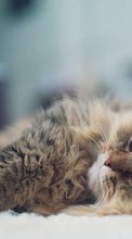 Cats, Animals till HTC One XL