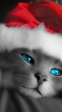 Ladda ner Holidays, Animals, Cats, New Year, Christmas, Xmas bilden till mobilen.