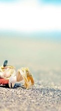 Ladda ner Crabs, Sand, Animals bilden till mobilen.