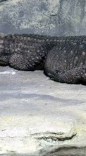 Crocodiles,Animals till LG L90 Dual D410