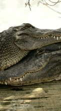 Ladda ner Animals, Crocodiles bilden 320x480 till mobilen.