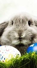 Ladda ner Rabbits, Easter, Holidays, Animals bilden till mobilen.