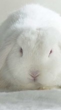 Rabbits, Animals till Sony Xperia E3 D2202