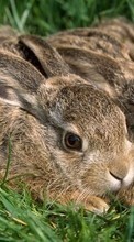 Ladda ner Rabbits, Animals bilden 1024x768 till mobilen.