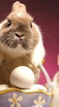 Rabbits, Animals till Samsung Galaxy S Duos 2