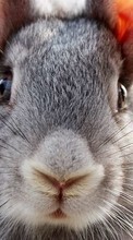 Rabbits, Animals till HTC Desire 626