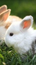 Rabbits,Animals till HTC One Max
