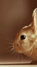 Rabbits,Animals till Samsung Galaxy S20