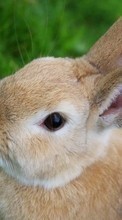 Rabbits,Animals till LG Optimus F5 P875