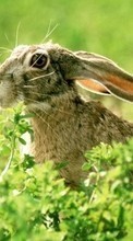 Ladda ner Animals, Rodents, Rabbits bilden 320x240 till mobilen.