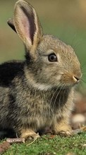Animals, Rabbits till Huawei Mate 40 Pro