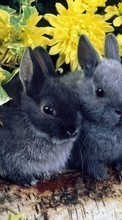 Animals, Rabbits