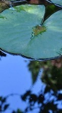 Water lilies,Plants till Samsung Galaxy Ace 3