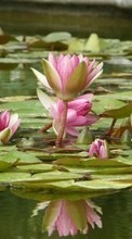 Ladda ner Water lilies,Plants bilden till mobilen.