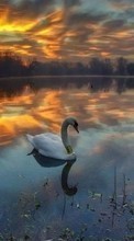 Swans, Lakes, Landscape, Birds, Sunset, Animals