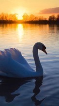 Ladda ner Swans, Lakes, Landscape, Sunset, Animals bilden till mobilen.