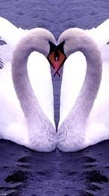Ladda ner Animals, Birds, Hearts, Swans, Love, Valentine&#039;s day bilden 240x400 till mobilen.