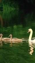 Ladda ner Animals, Birds, Water, Swans bilden 320x240 till mobilen.