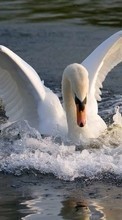 Ladda ner Animals, Birds, Water, Swans bilden 128x160 till mobilen.