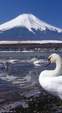 Swans, Birds, Animals till Nokia E5