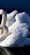 Swans,Birds,Animals till LG L90 D405