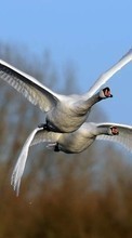 Swans,Birds,Animals till Sony Xperia L
