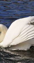 Swans,Birds,Animals till Samsung Galaxy Fame