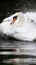 Swans,Birds,Animals till Samsung Star GT-S5230