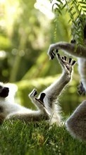 Ladda ner Lemurs,Animals bilden till mobilen.