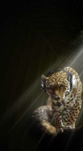 Ladda ner Humor, Music, Animals, Leopards bilden 320x240 till mobilen.