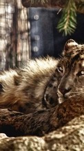 Leopards,Pictures,Animals