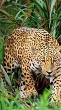 Ladda ner Animals, Leopards bilden 320x240 till mobilen.