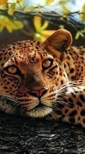 Ladda ner Leopards, Animals bilden 1024x768 till mobilen.