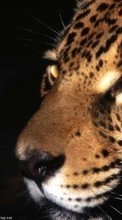 Ladda ner Leopards, Animals bilden till mobilen.