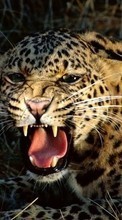 Ladda ner Animals, Leopards bilden 1080x1920 till mobilen.